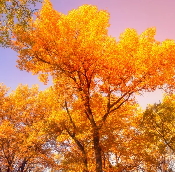 Hösten träd blad — Stockfoto