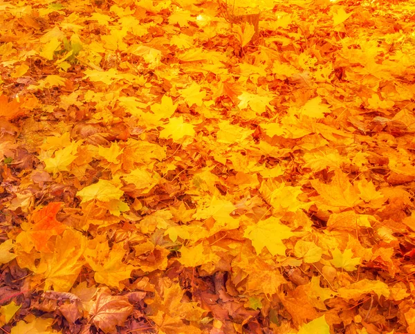 Chutes Feuilles d'automne colorées — Photo