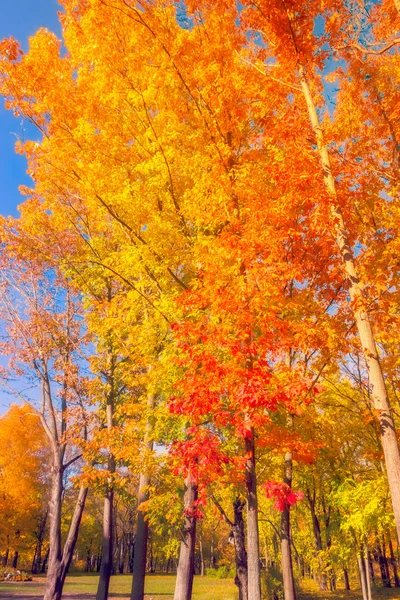 Caídas de colores en el bosque —  Fotos de Stock