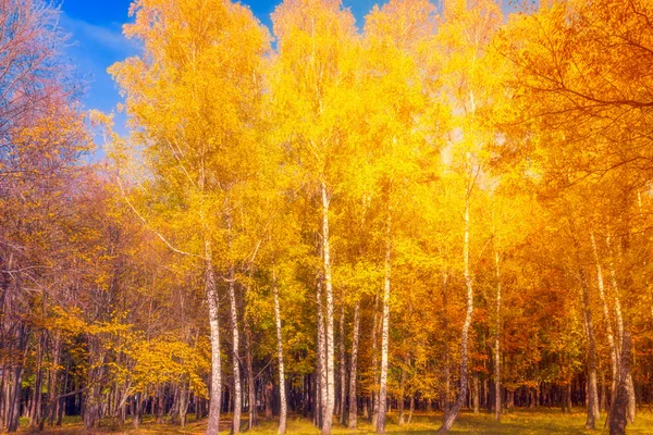 Majestätischer Baum gegen das Sonnenlicht während des farbenfrohen Sonnenuntergangs — Stockfoto