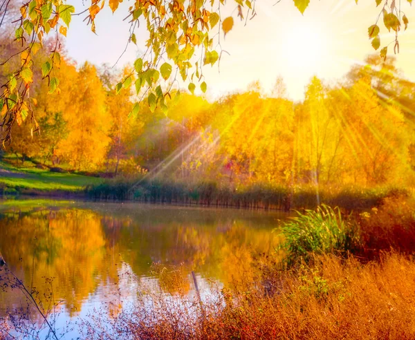 Farbenfrohes Laub im sonnigen Herbst — Stockfoto