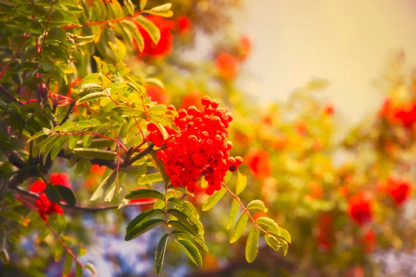 Latar Belakang Merah Berries Musim Gugur — Stok Foto