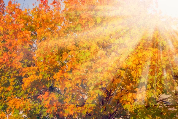 Podzimní pozadí podzimních barev — Stock fotografie