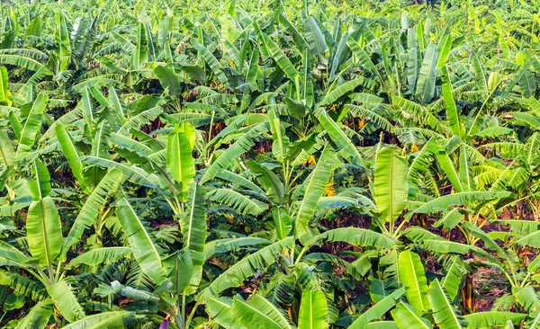 Palme da banana paesaggio tropicale — Foto Stock