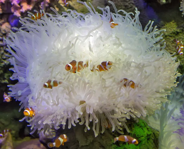 Payaso Anemonefish abrigo — Foto de Stock