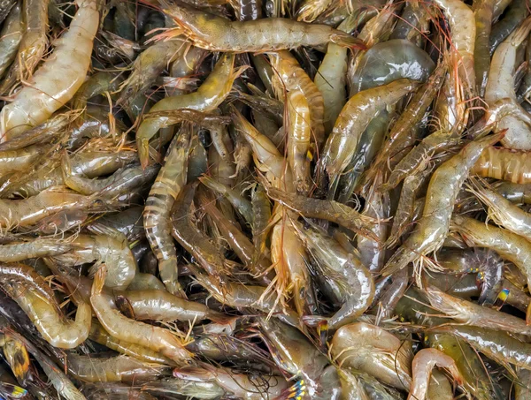 SEAFOOD prawns tiger — Stock Photo, Image