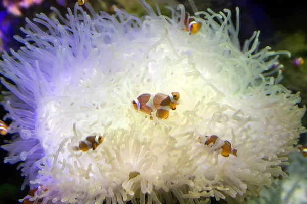 Peces payaso en la natación de coral —  Fotos de Stock