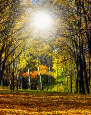 Güneş ışığı sonbahar Park düşüyor