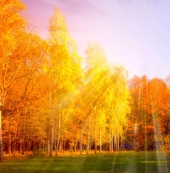 Sonnenuntergang fällt Farben Herbst — Stockfoto