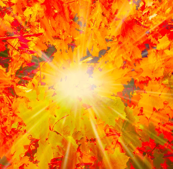 Sole nella foresta d'autunno — Foto Stock