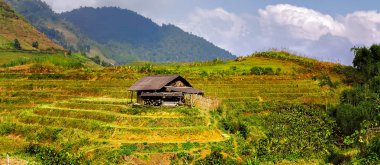 Asya Köyü tarım pirinç alan