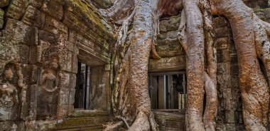 Kamboçya'da Hint inciri ağacı.