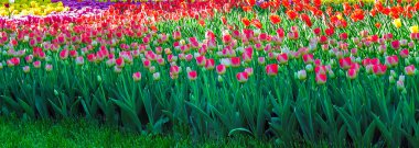 Lale Çiçek bahçesinde