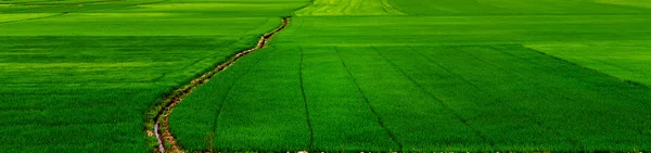 Green grass landscape — Stock Photo, Image