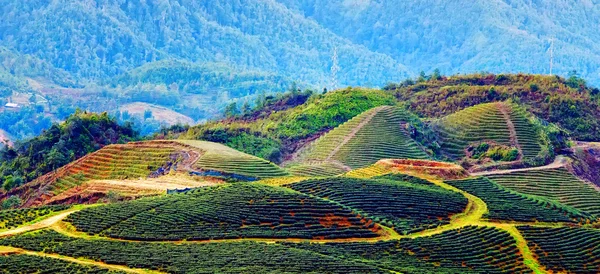Colina Sa Pa. Lao cai Vietnam —  Fotos de Stock