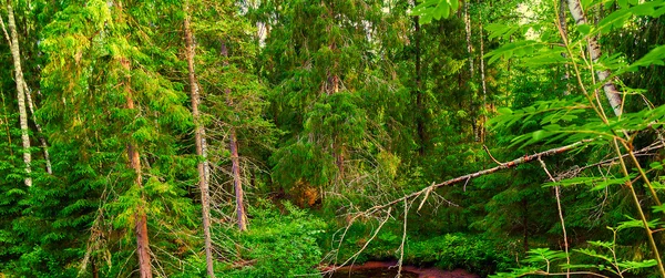 Nehir orman yaz — Stok fotoğraf