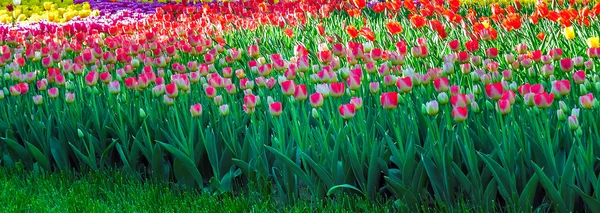 Tulipas no jardim de flores — Fotografia de Stock