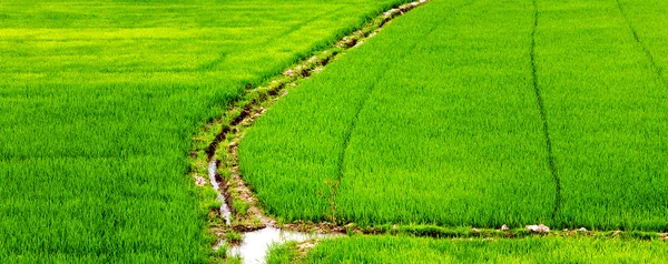 쌀 필드 녹색 잔디 — 스톡 사진