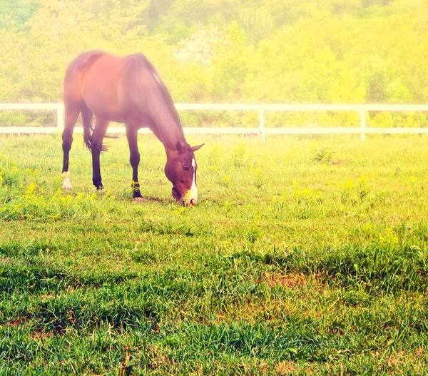 Hnědý kůň na pastvě — Stock fotografie