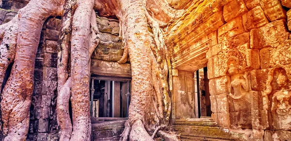 Kamboçya'da Hint inciri ağacı. — Stok fotoğraf