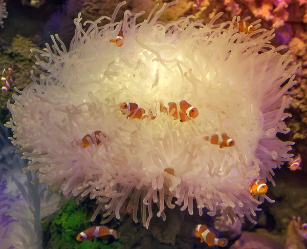 Clown Anemonefishes sheltering — Stock Photo, Image