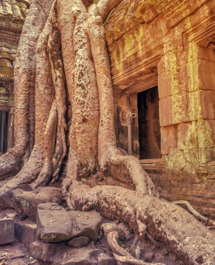 Ağaç kökleri harabe içinde