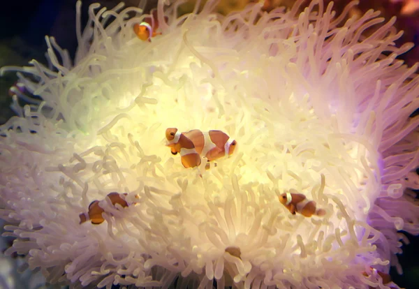 Рыбы-клоуны на кораллах — стоковое фото