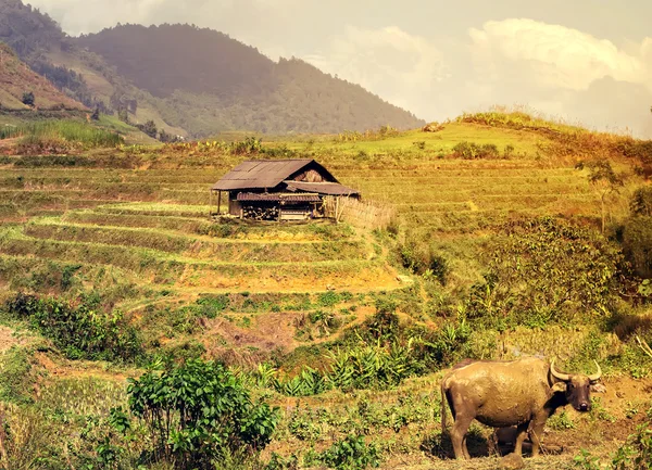 Bull Asie vesnice zemědělství rýže pole — Stock fotografie
