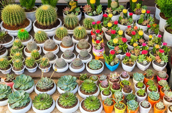 Set di fiori di cactus — Foto Stock