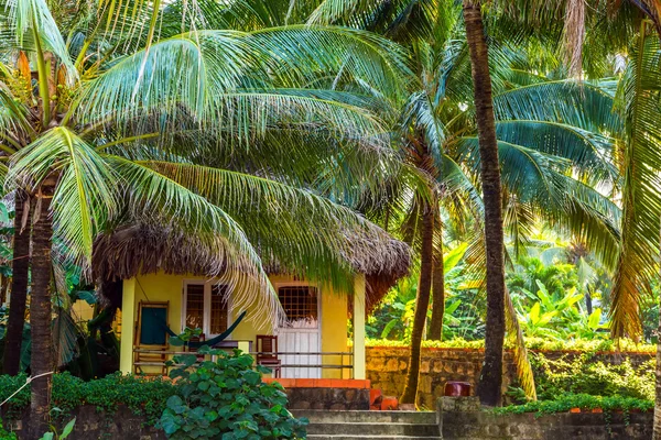 Palm i tropiska turistort. — Stockfoto