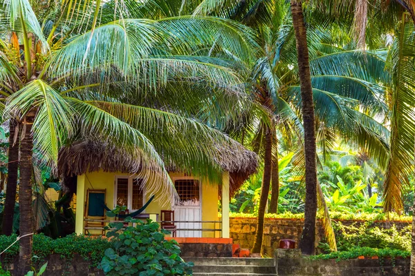 Palma em estância turística tropical . — Fotografia de Stock