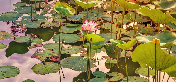 Waterlily or lotus flowers — Stock Photo, Image