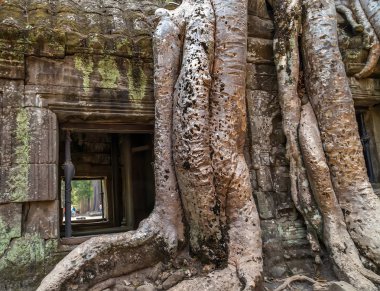 Banyan ağacı içinde harabe Ta Prohm, Kamboçya.