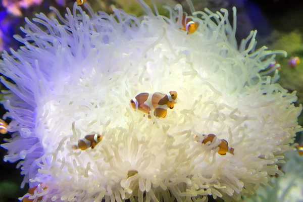 Peces payaso en la natación de coral —  Fotos de Stock