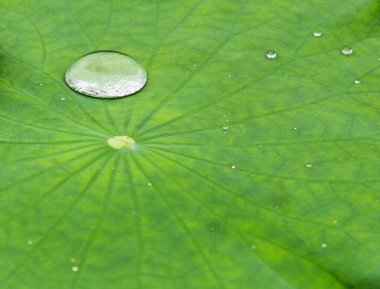 Bir lotus yaprağı damla