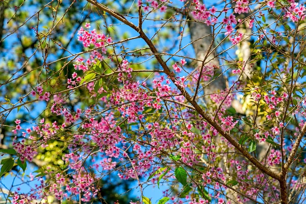 Japon kiraz ağacı — Stok fotoğraf