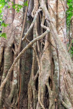 Yağmur ormanı tropikal