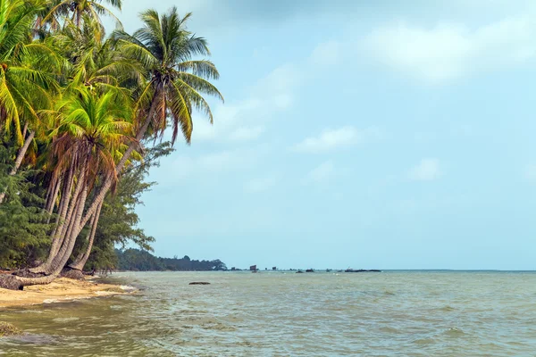 Palmeras en playa de arena — Foto de Stock