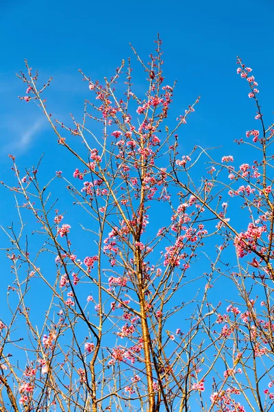 Sakura tree blossom — Stock Photo, Image
