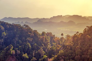 yeşil ağaçlar ile tropikal peyzaj