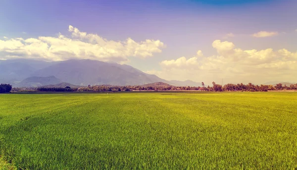 Campo de arroz verde — Fotografia de Stock