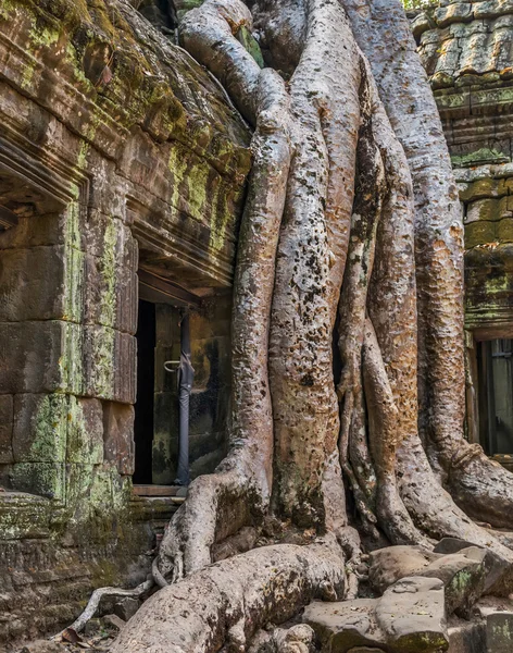Templo Siem Reap, Camboya . — Foto de Stock