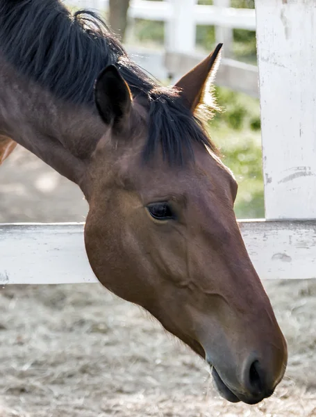 Jeździec na konia portret — Zdjęcie stockowe