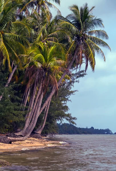 Palms in sand beach. — Stock Photo, Image