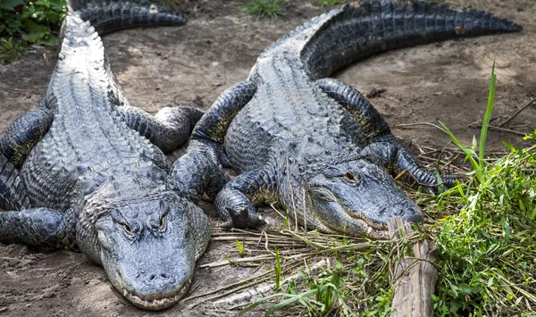 American Alligator — Stock Photo, Image