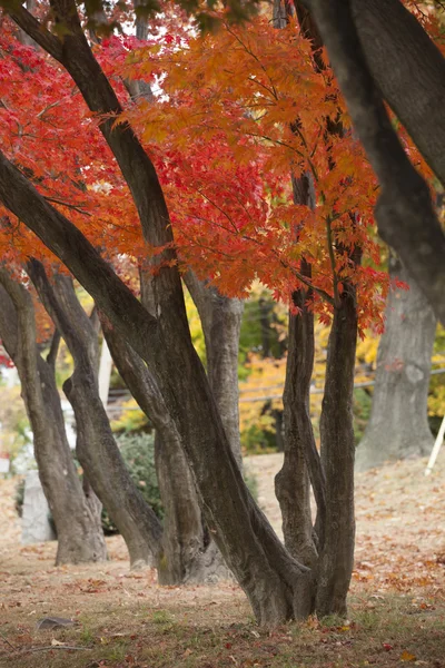 Red Autumn — Stock Photo, Image