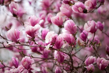 Manolya ağacı çiçeği