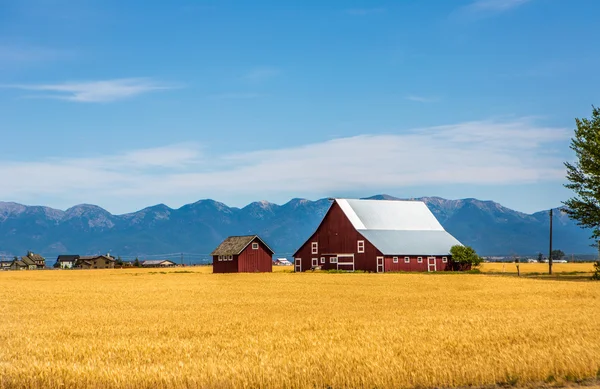 Campo de trigo con una granja —  Fotos de Stock