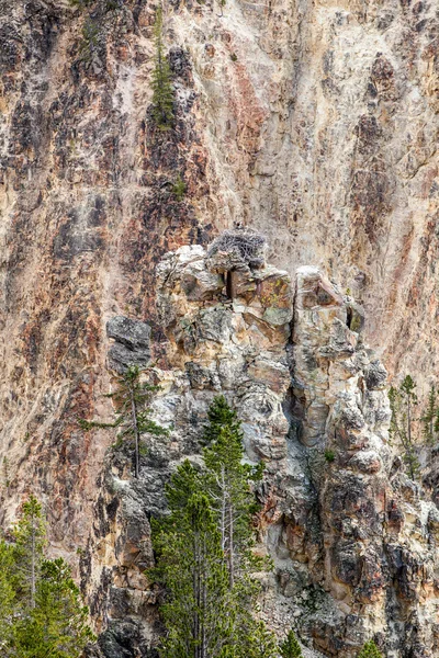 Гнездо Оспрея. Большой каньон Йеллоустона в Йеллоустоне N — стоковое фото