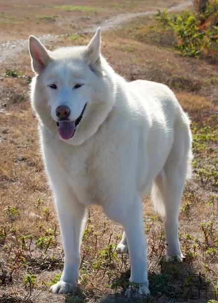 Biały duży husky — Zdjęcie stockowe